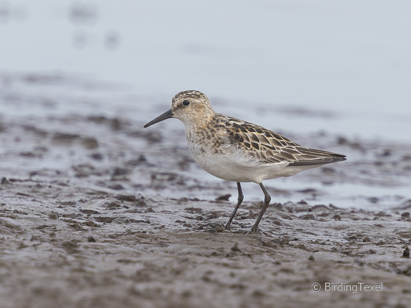 KleineStrandloper05082024