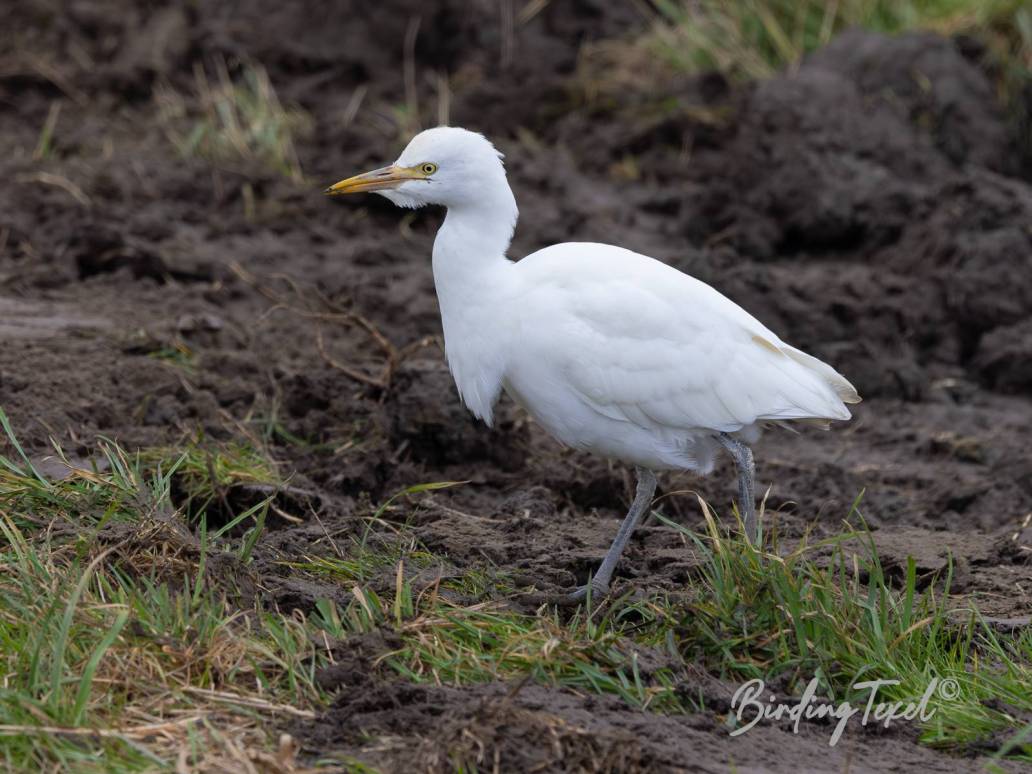 Koereiger / Cattle Egret (Bubulcus ibis) Texel 23012023