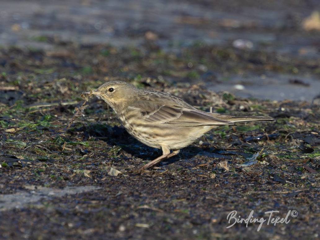 Rock Pipit / Oeverpieper (Anthus petrosus) Texel 06022023