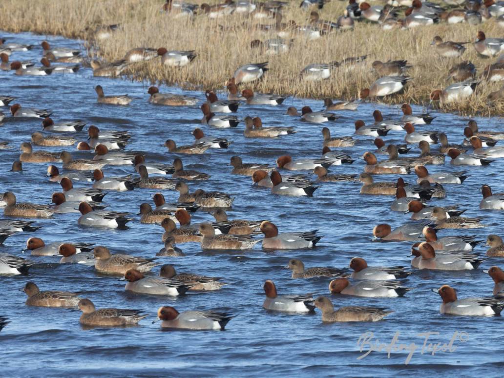 Smienten / Eurasian Wigeons (Anas penelope) Texel 05022023 