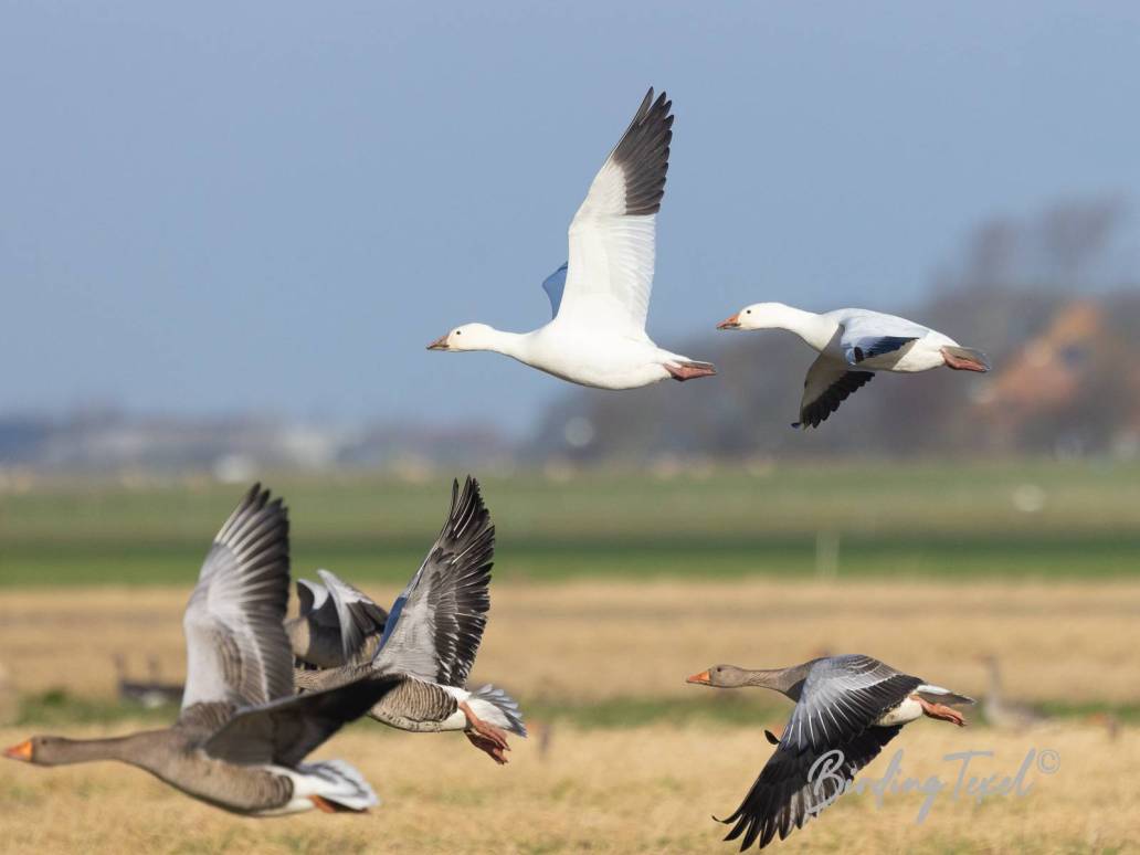 Sneeuwganzen / Snow Geese (Anser caerulescens) Texel 31012023