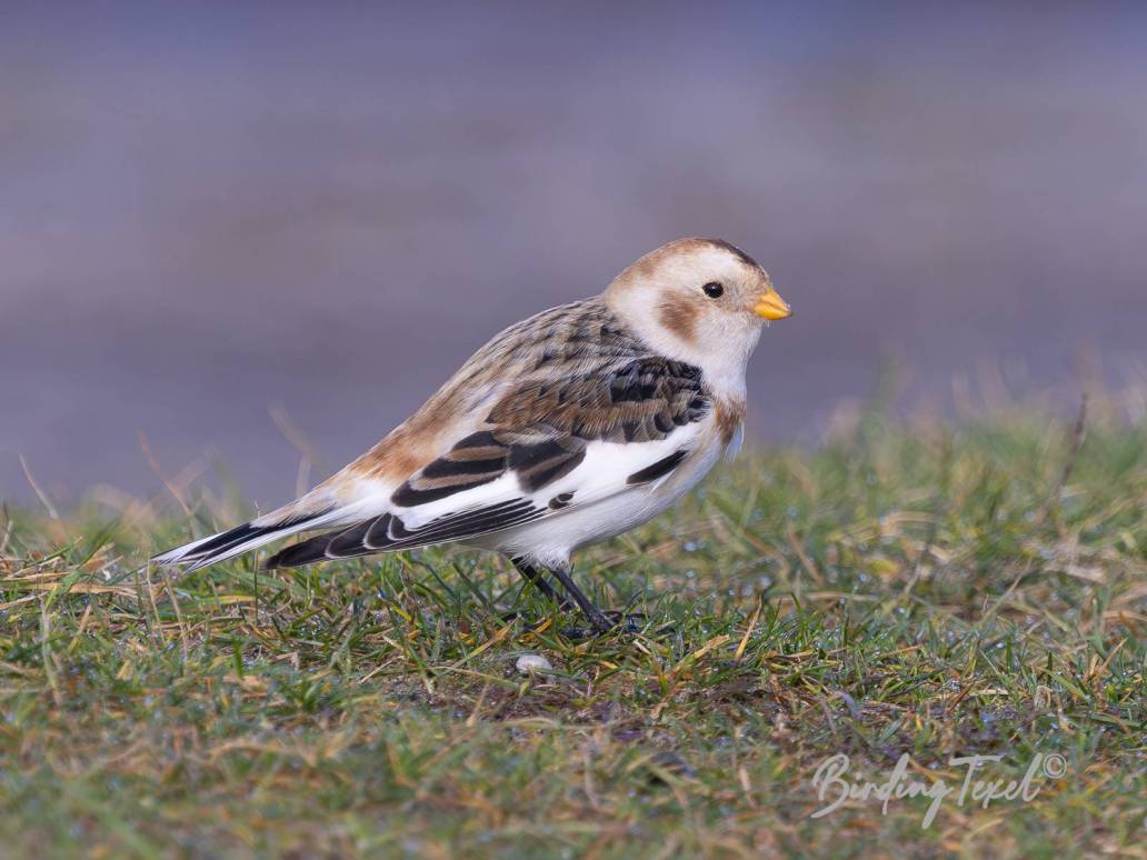 Sneeuwgors / Snow Bunting (Plectrophenax nivalis) ♂, Texel 06022023