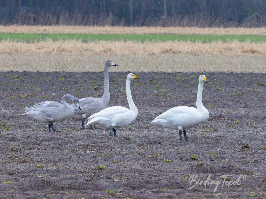 Wilde Zwanen / Whooper Swans (Cygnus cygnus) family, Texel 24012023