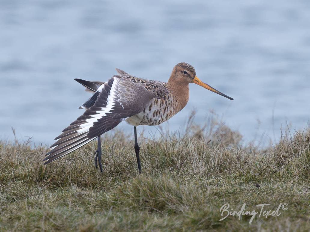 Grutto / Black-tailed Godwit (Limosa limosa) Texel 17032023