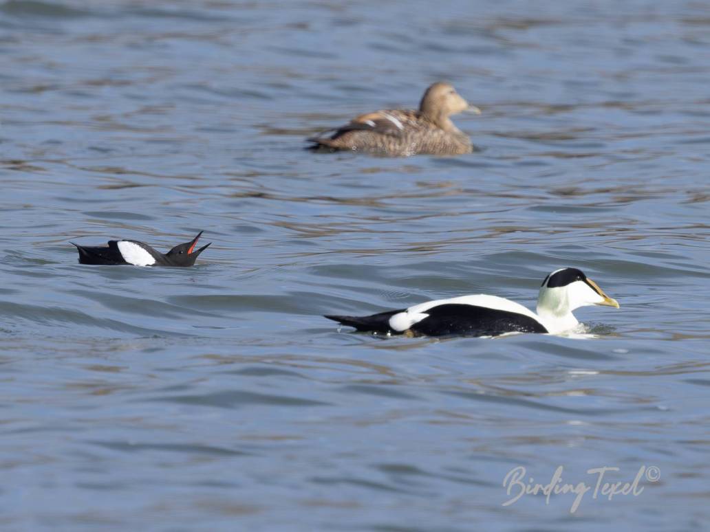 Zwarte Zeekoet / Black Guillemot (Cepphus grylle), baltsend met Eiders / displaying with Eiders, Texel 18032023