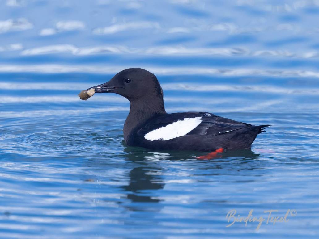 Zwarte Zeekoet / Black Guillemot (Cepphus grylle),  Texel 18032023