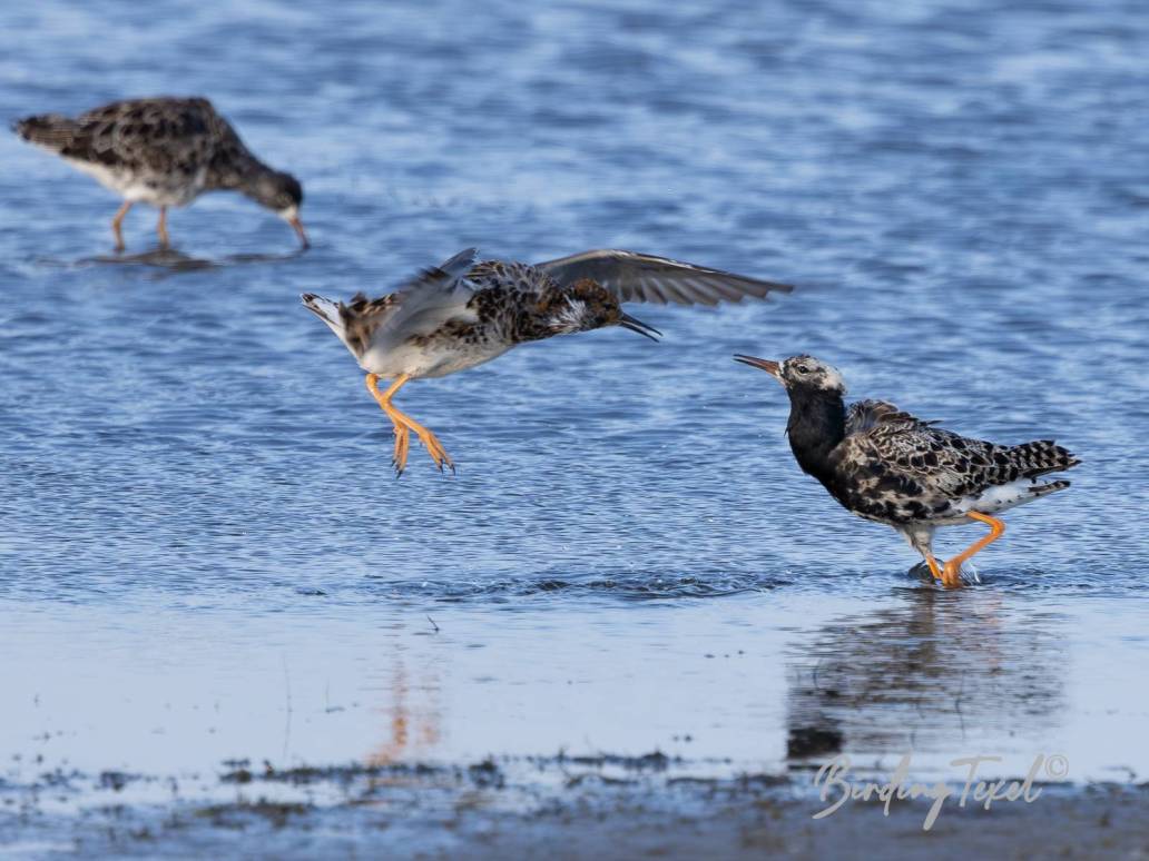 Kemphanen / Ruffs Calidris pugnax, Texel, 20-04-2023