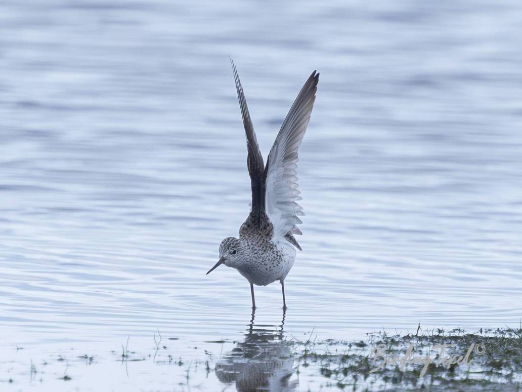 Poelruiter / Marsh Sandpiper (Tringa stagnatilis) ad, Texel 30042023