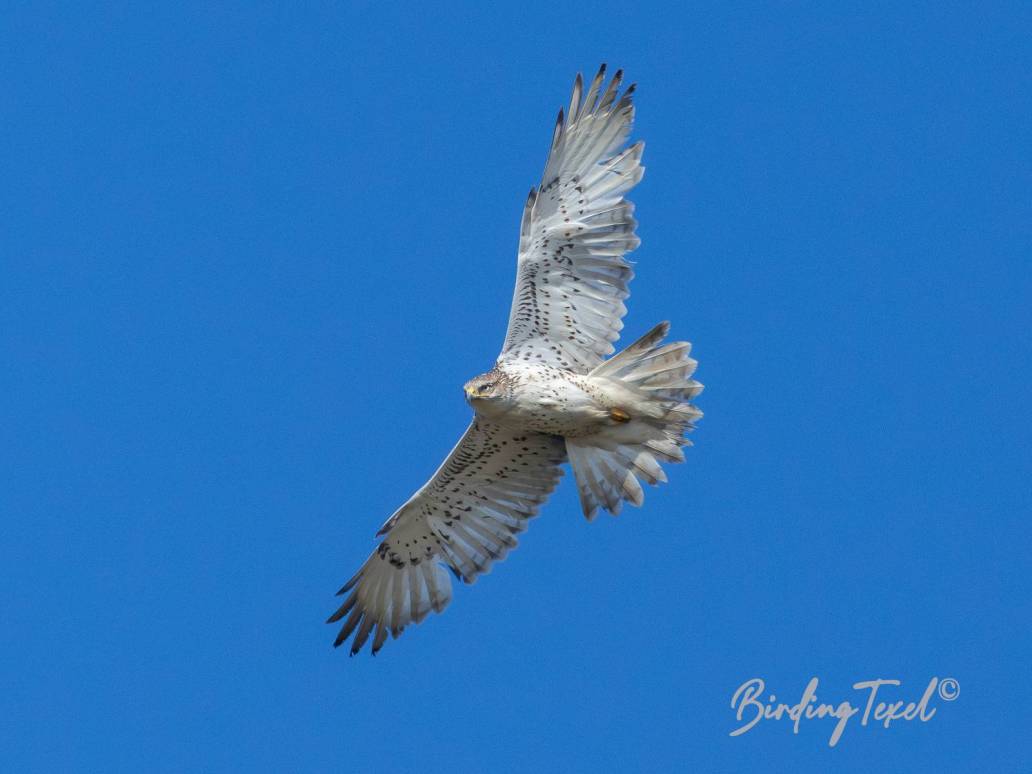 Rosse Ruigpootbuizerd / Ferruginous Hawk (Buteo regalis) Texel 14042023 (new for NL or escape?)