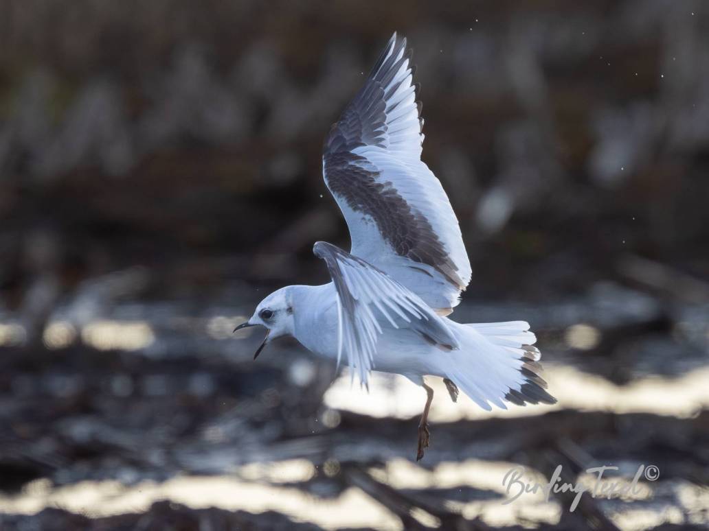 Ross' meeuw / Ross's Gull (Rhodostethia rosea) 2 cy, Texel 25042023