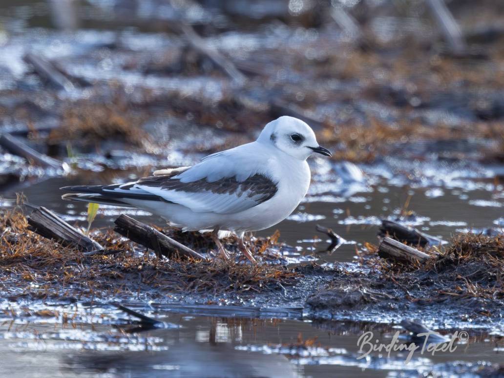 Ross' meeuw / Ross's Gull (Rhodostethia rosea) 2 cy, Texel 25042023