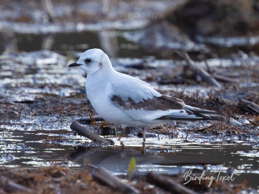 Ross' meeuw / Ross's Gull (Rhodostethia rosea) 2 cy, Texel 25042023