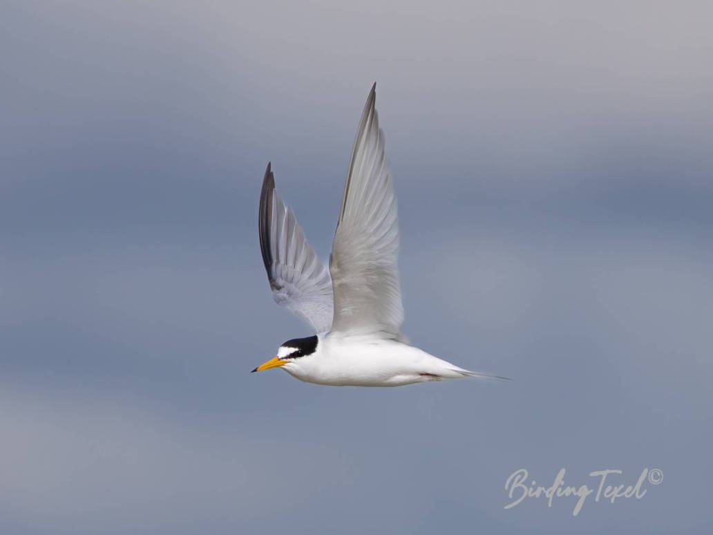 Dwergstern / Little Tern (Sternula albifrons) ad, Texel 02052023