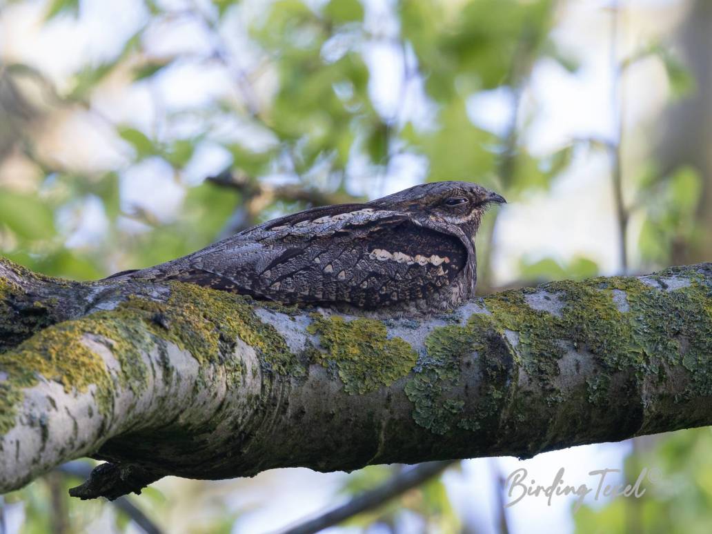 Nachtzwaluw / European Nightjar (Caprimulgus europaeus) ad ♀, Texel 20052023 