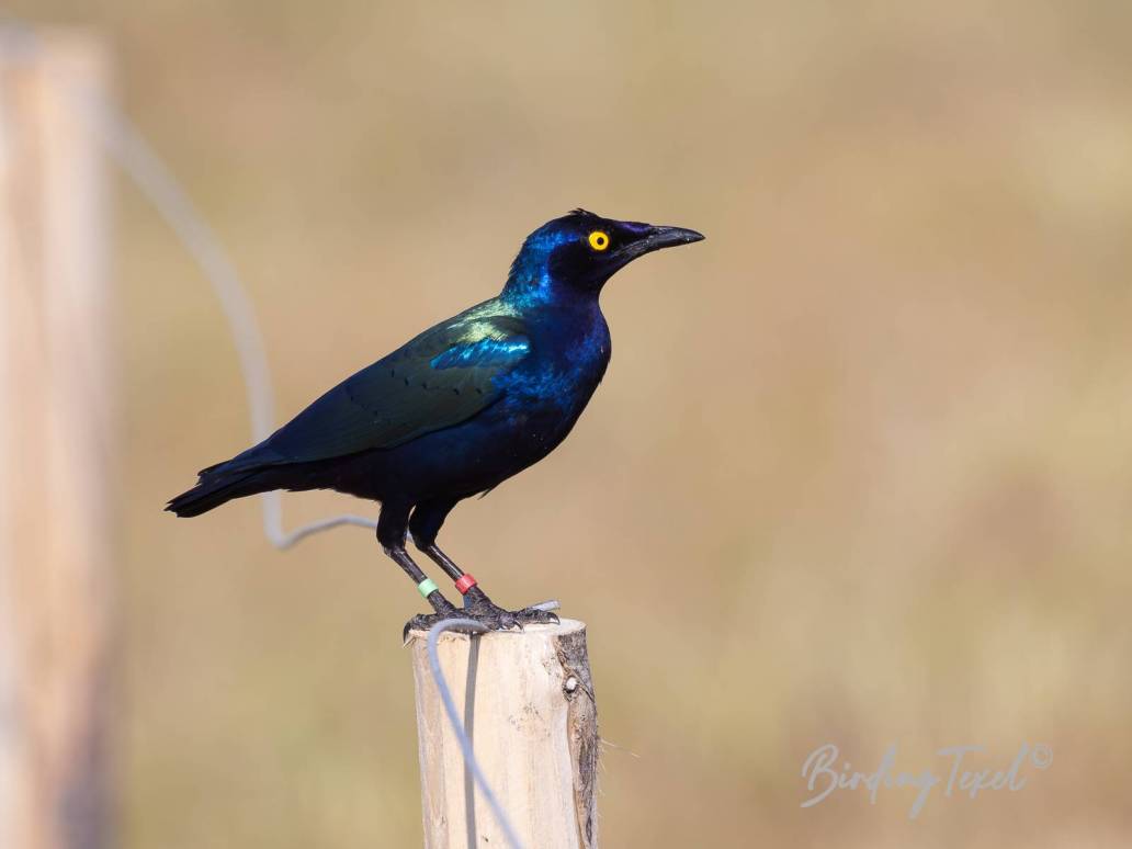 Purperglansspreeuw / Purple Glossy Starling (Lamprotornis purpureus) nice escape......Texel 13062023 