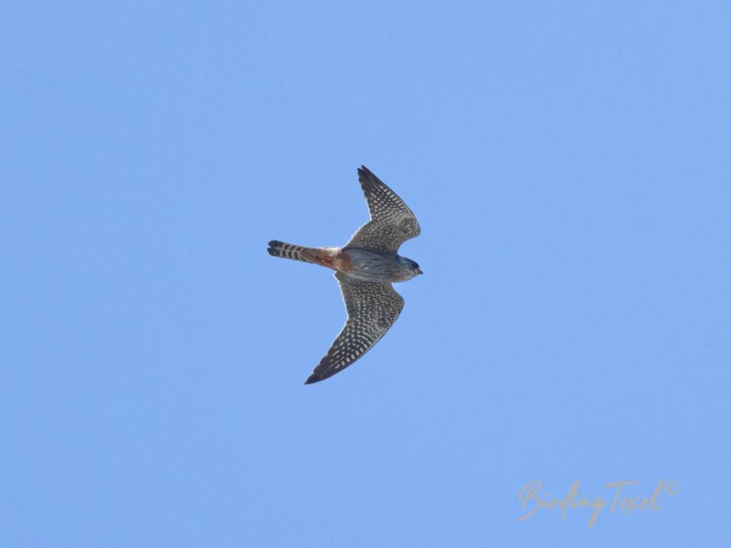 Roodpootvalk / Red-footed Falcon (Falco vespertinus) 2cy ♂, vanuit mijn achtertuin / from my backyard, Texel 15062023