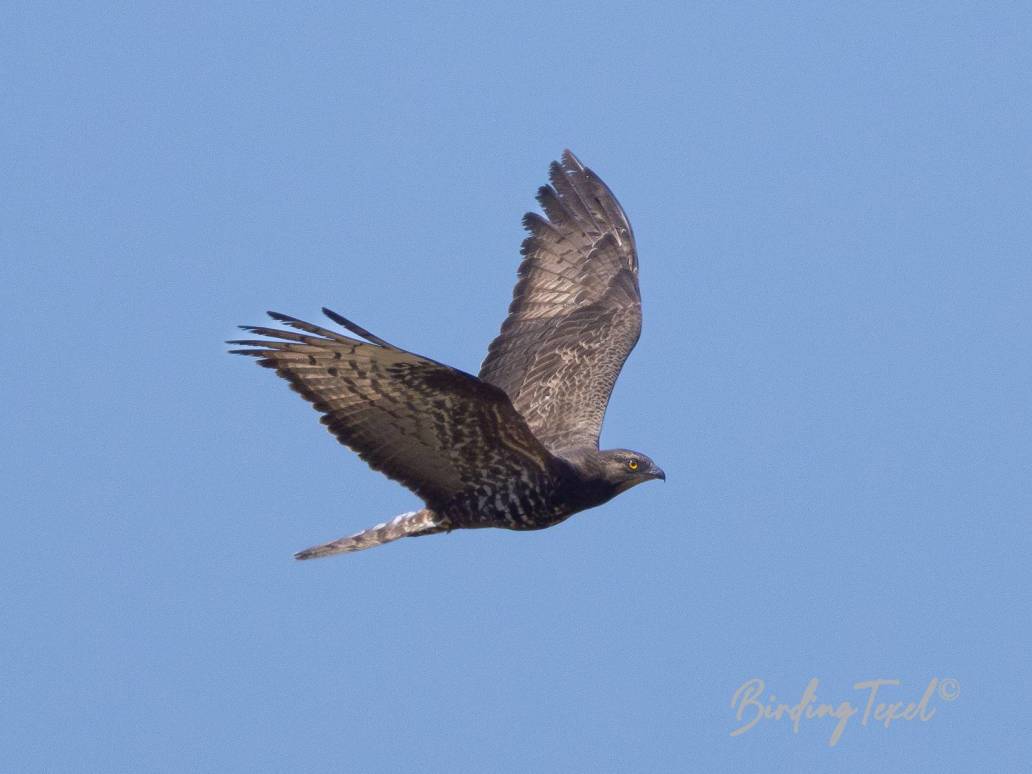 Wespendief / European Honey Buzzard (Pernis apivorus) adult ♀, Texel 12062023