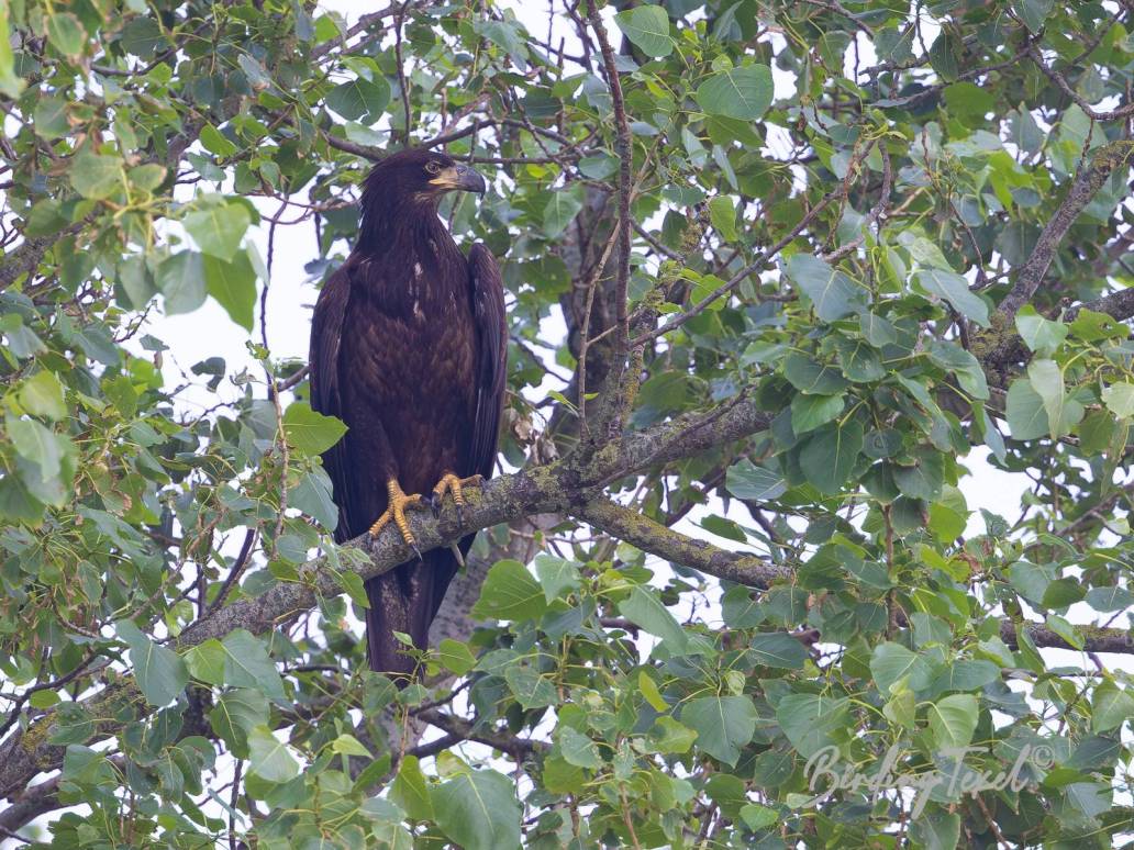 Amerikaanse Zeearend / Bald Eagle (Haliaeetus leucocephalus) 2cy, Texel 09072023