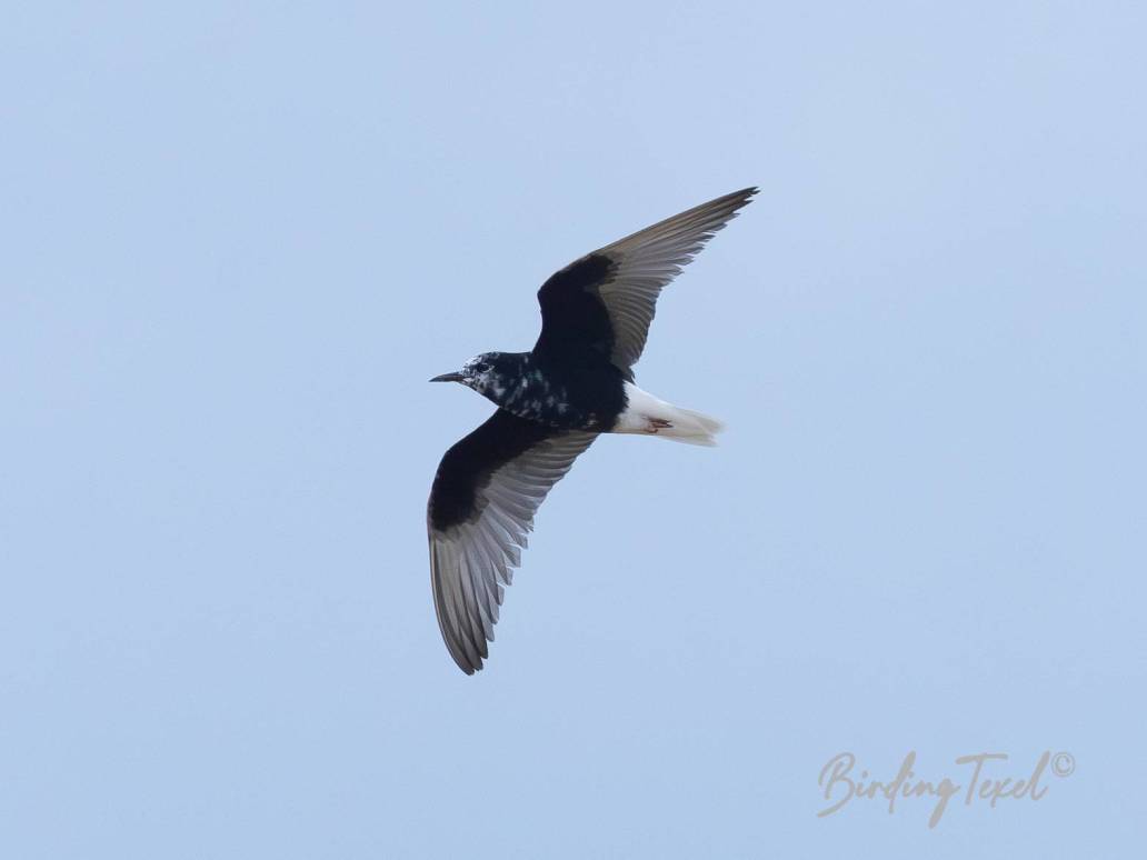 Witvleugelstern / White-winged Tern (Chlidonias leucopterus) ad summer, Texel 14072023