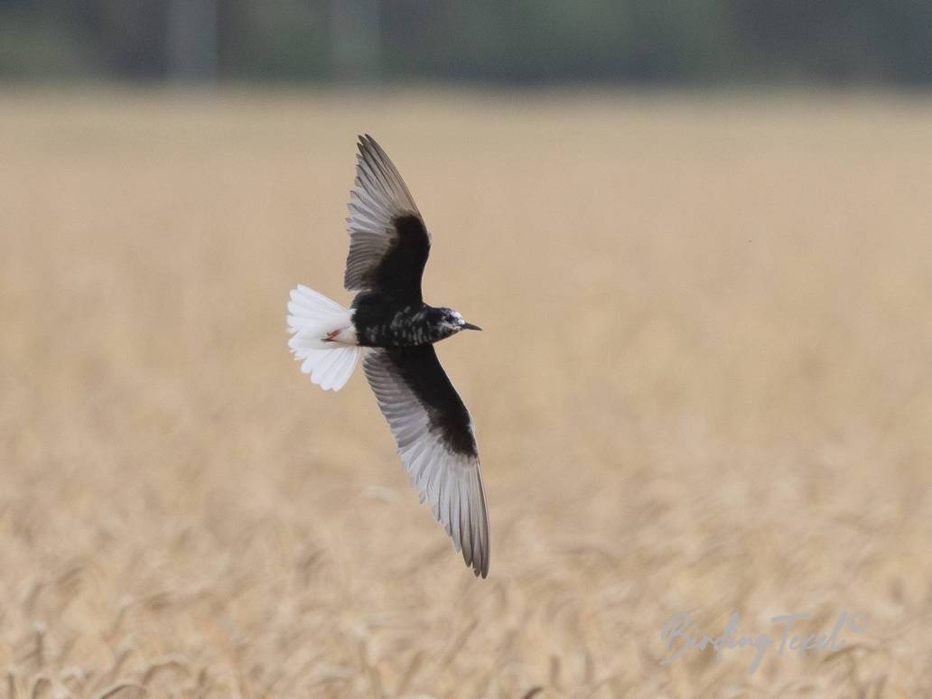 Witvleugelstern / White-winged Tern (Chlidonias leucopterus) ad summer, Texel 14072023