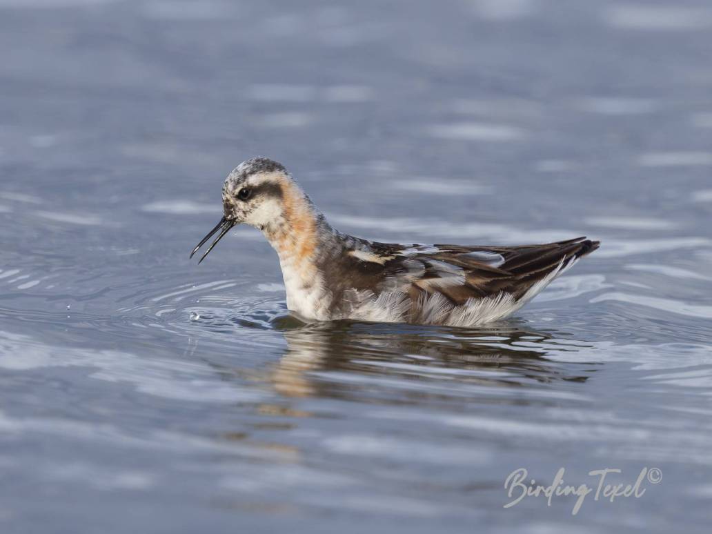 Grauwe Franjepoot / Red-necked Phalerope (Phalaropus lobatus) ♂, Texel 06082023