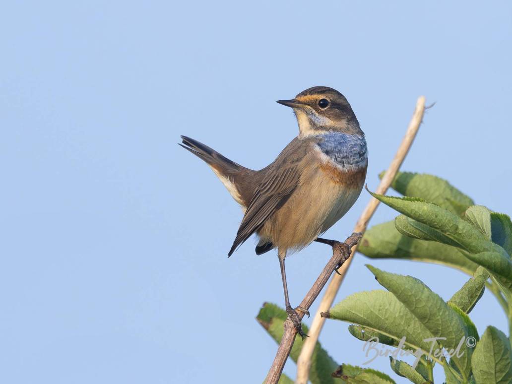 Blauwborst / Bluethroat (Luscinia svecica) ♂, Texel 25082023