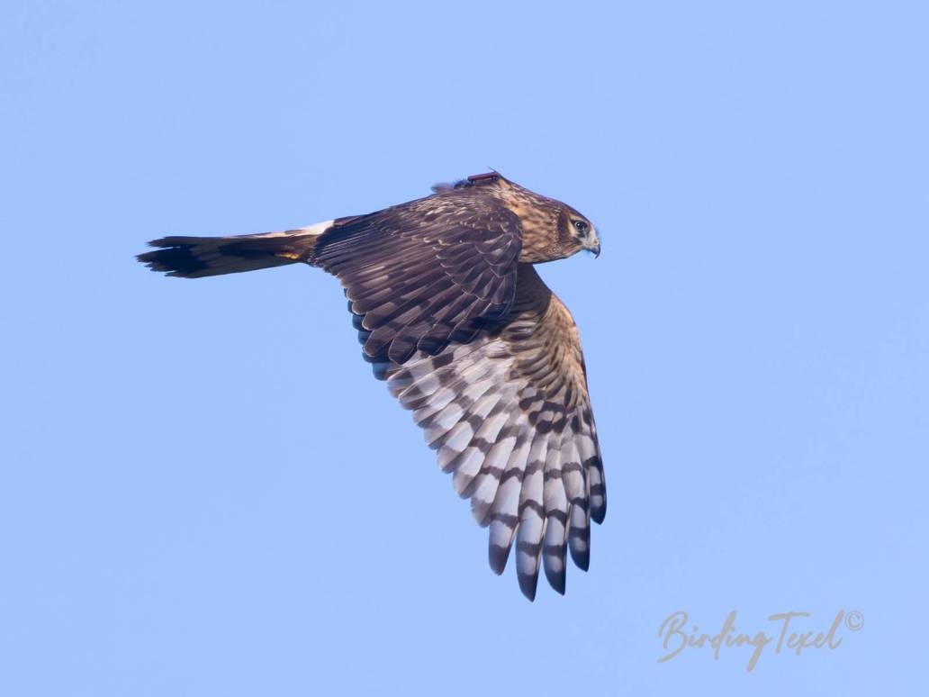 Blauwe Kiekendief / Hen Harrier (Circus cyaneus) 1 cy ♀, Texel 04092023