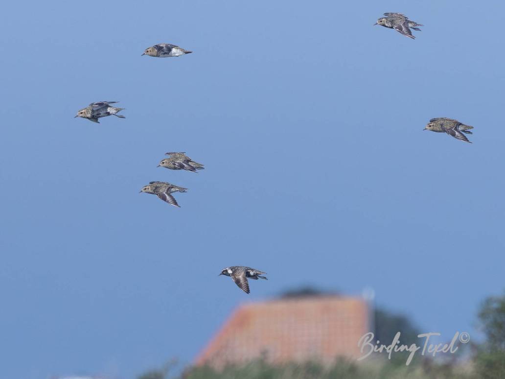 Amerikaanse Goudplevier / American Golden Plover (Pluvialis dominica) bird below, ad, Texel 11092023