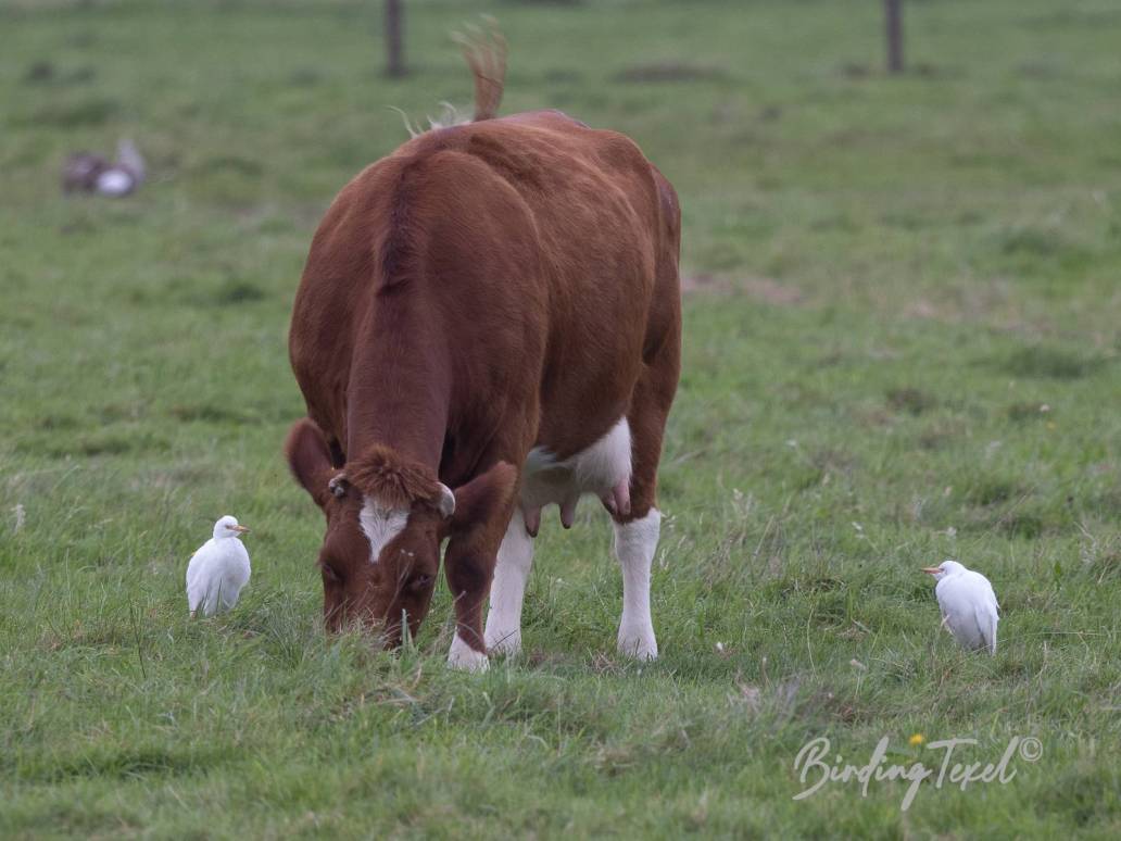 Koereigers / Cattle Egrets (Bubulcus ibis), what's in a name!?, Texel 08102023