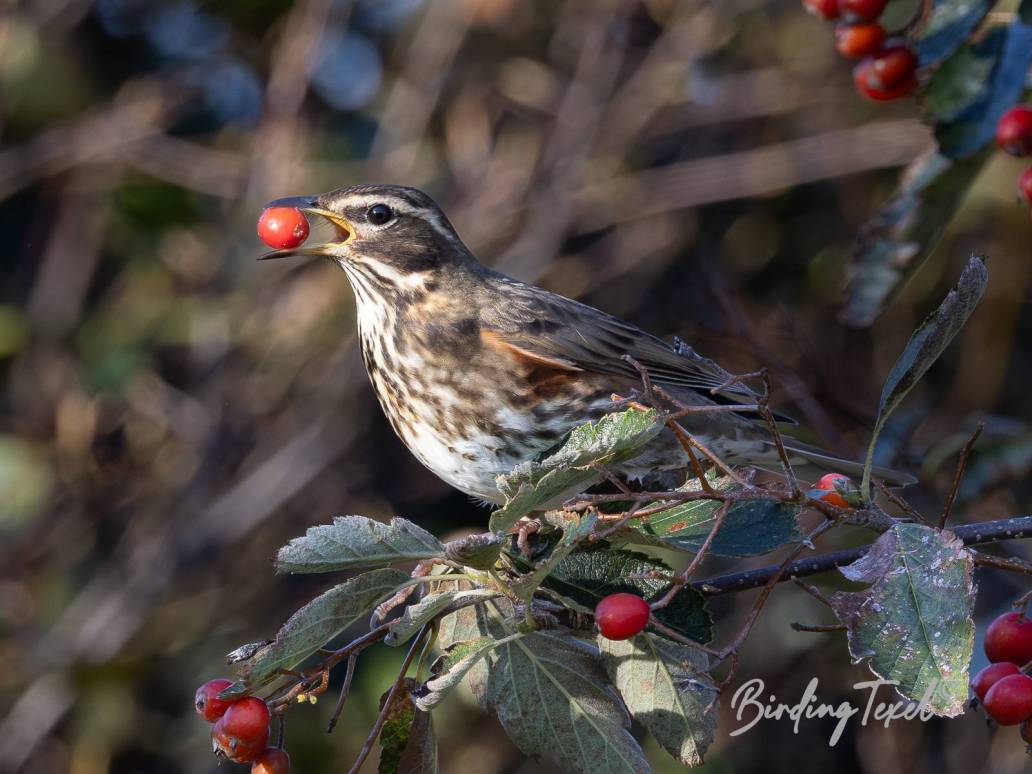 Koperwiek / Redwing (Turdus iliacus) Texel 17102023