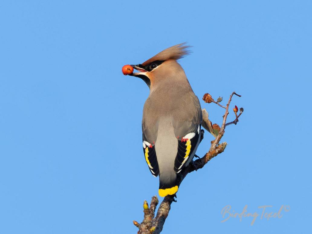 Pestvogel / Bohemian Waxwing (Bombycilla garrulus) Texel 17102023