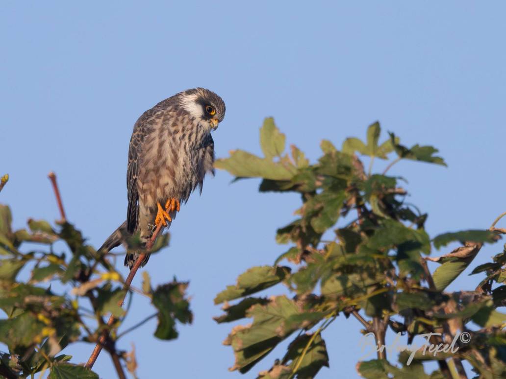 Roodpootvalk / Red-footed Falcon (Falco vespertinus) 1cy, Texel 16092023