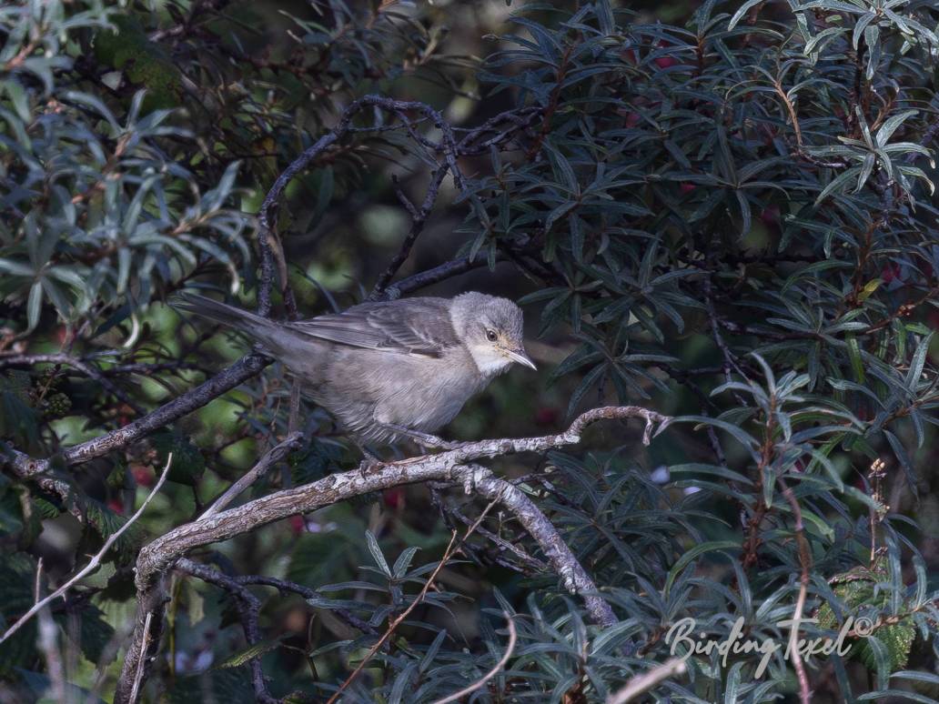 Sperwergrasmus / Barred warbler (Sylvia nisoria) 1cy, Texel 16102023