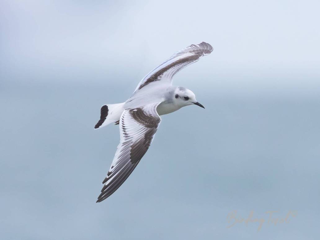 Dwergmeeuw / Little Gull (Hydrocoloeus minutus) 1cy w, Texel 04112023