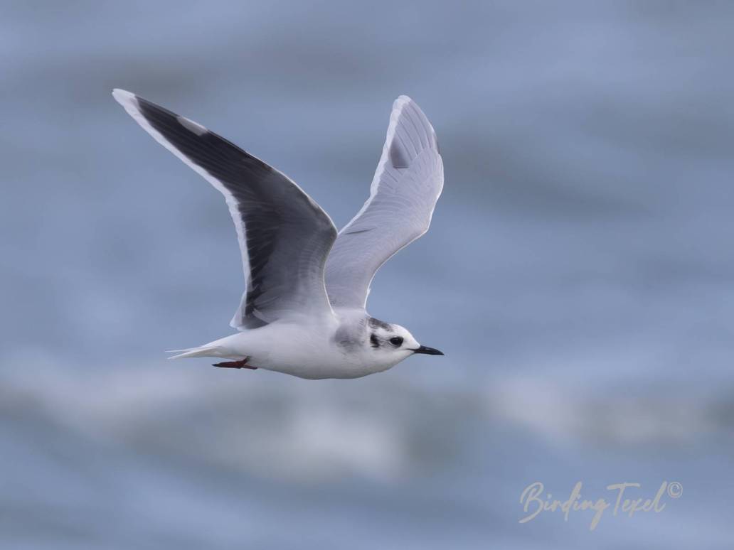 Dwergmeeuw / Little Gull (Hydrocoloeus minutus) ad, Texel 04112023