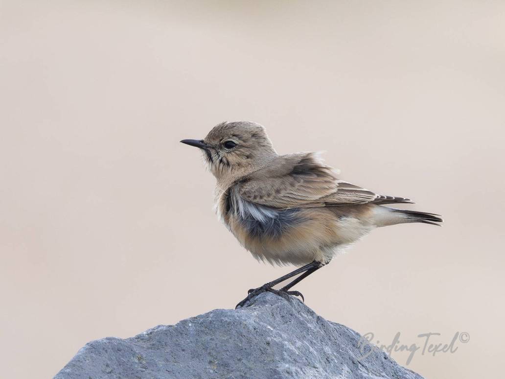 Izabeltapuit / Isabelline Wheatear (Oenanthe isabellina) probably 1cy ♂, Texel 31102023