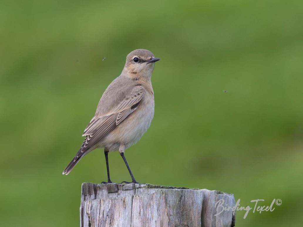 Izabeltapuit / Isabelline Wheatear (Oenanthe isabellina) probably 1cy ♂, Texel 31102023