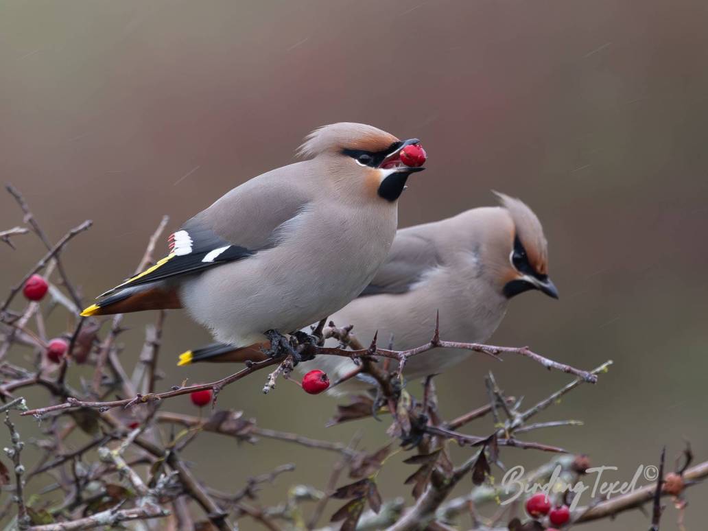 Pestvogel / Bohemian Waxwing (Bombycilla garrulus) Texel 28102023