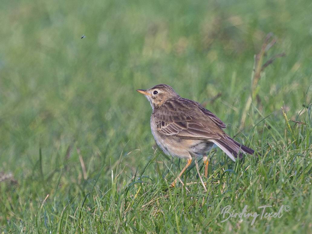 Grote Pieper / Richard's Pipit (Anthus ricardi) Texel 16-11-2023