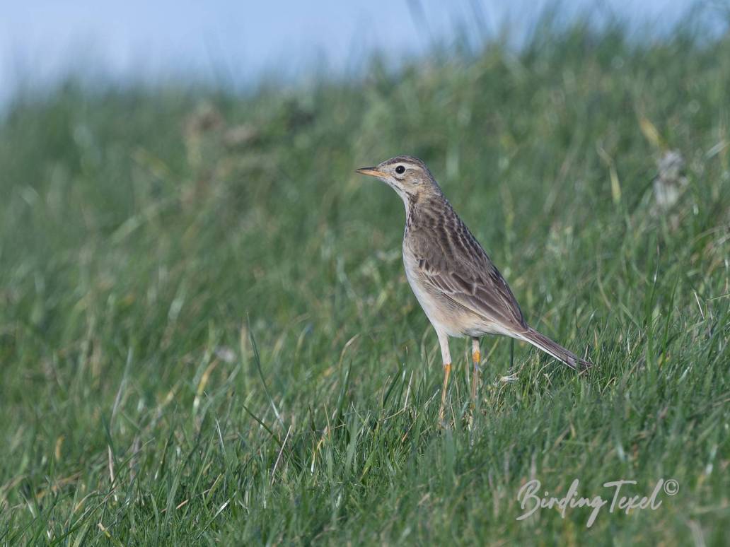 Grote Pieper / Richard's Pipit (Anthus ricardi) Texel 16-11-2023