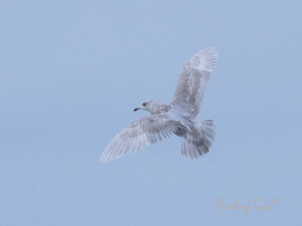 Kleine Burgemeester / Iceland Gull (Larus glaucoides) 2cy, Texel 26112023