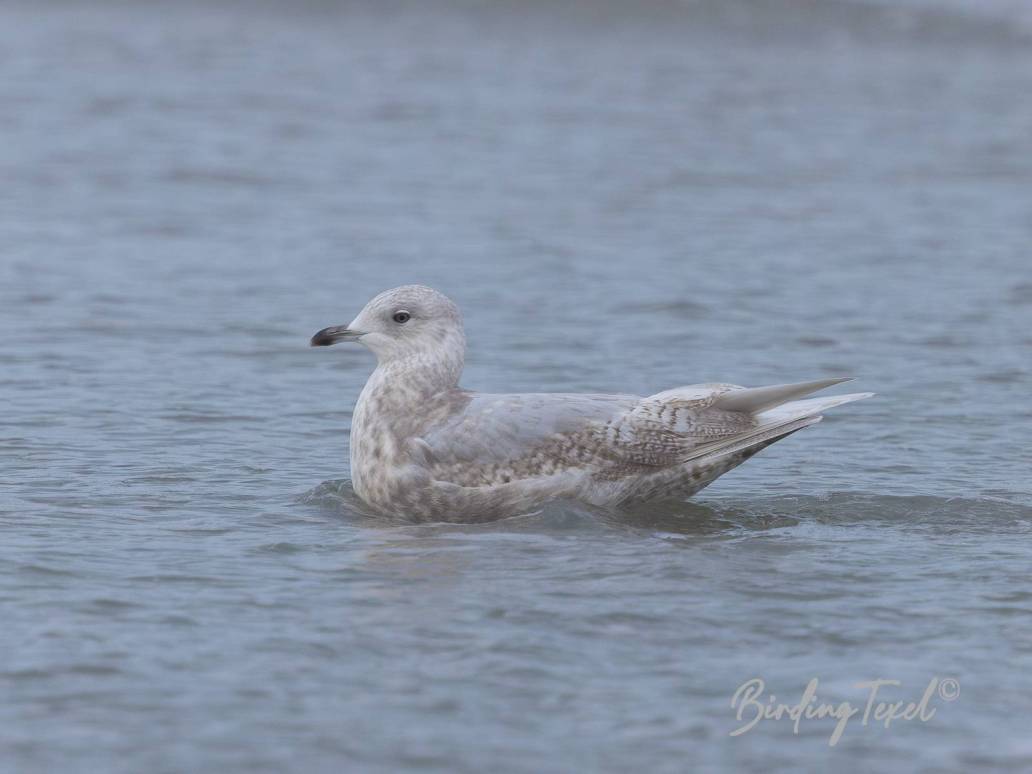 Kleine Burgemeester / Iceland Gull (Larus glaucoides) 2cy, Texel 26112023