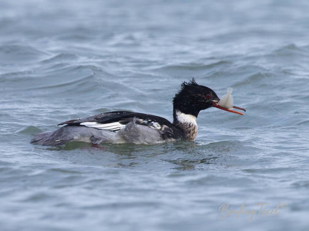 Middelste Zaagbek / Red-breasted Merganser (Mergus serrator) ♂, Texel 26112023