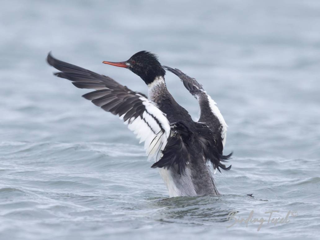 Middelste Zaagbek / Red-breasted Merganser (Mergus serrator) ♂, Texel 26112023