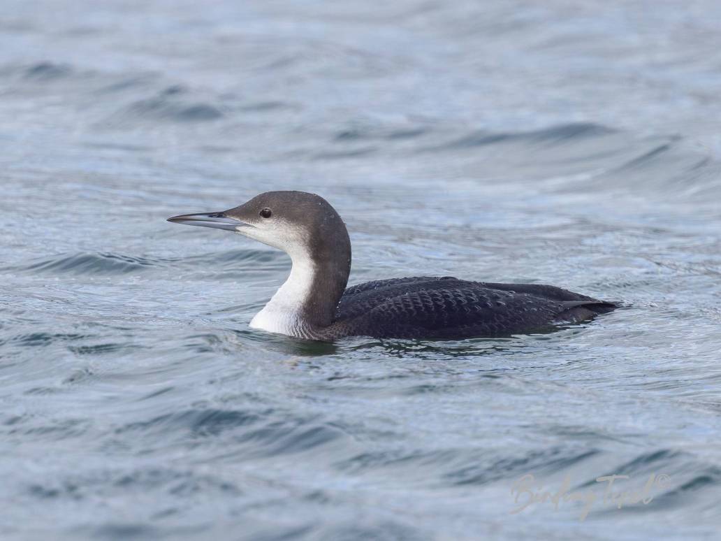 Parelduiker / Black-throated Loon (Gavia arctica) 1cy, Texel 15112023