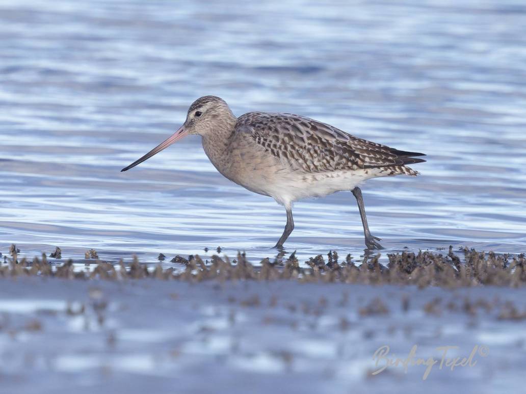 Rosse Grutto / Bar-tailed Godwit (Limosa lapponica) 1cy, Texel 18112023