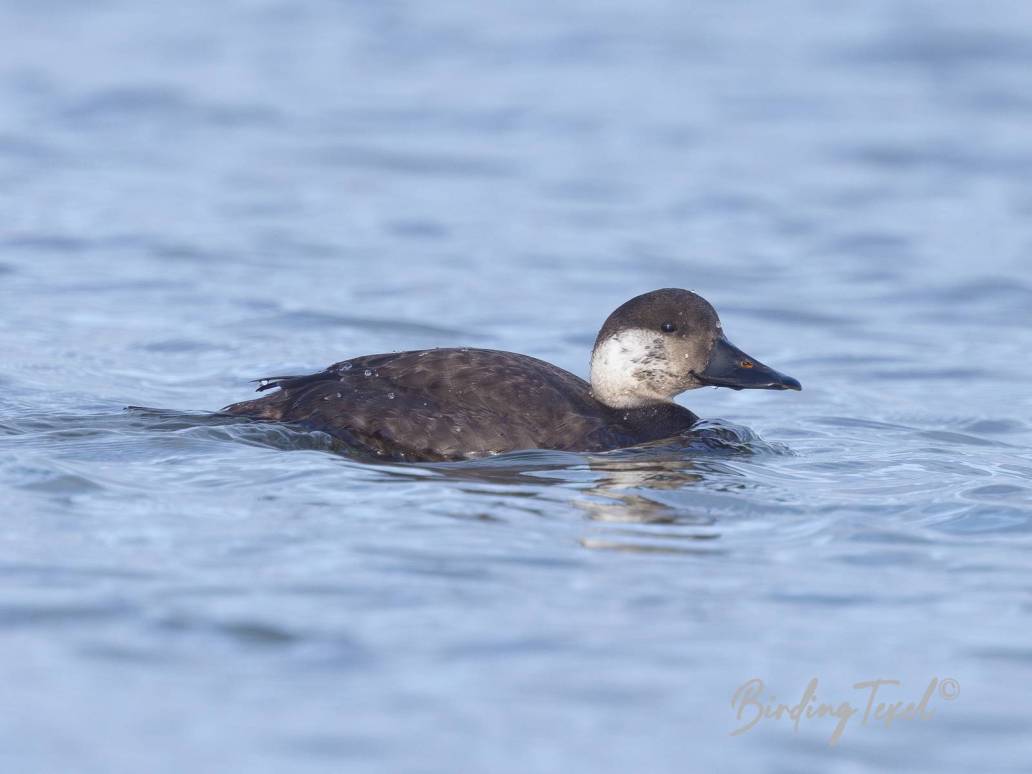 Zwarte Zee-eend / Black scoter (Melanitta nigra) ♀,  Texel 16112023