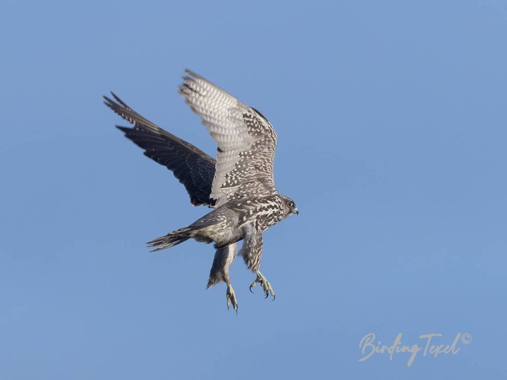 Giervalk / Gyrfalcon (Falco rusticolus) 2cy, Texel 17022024