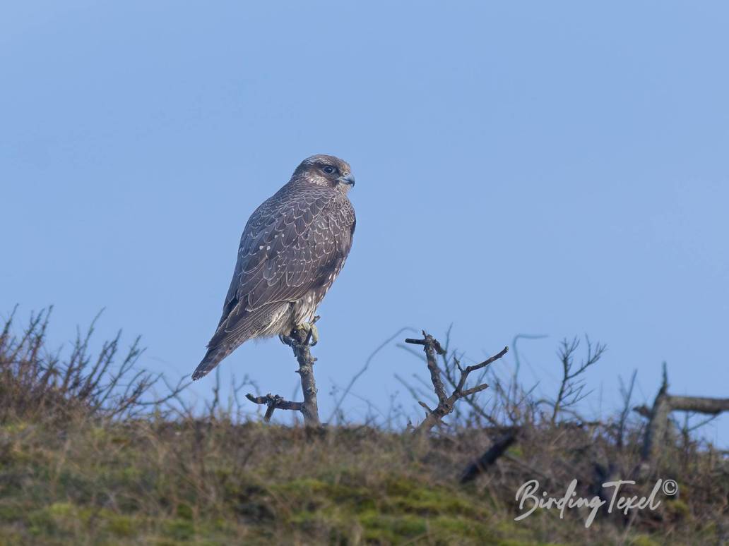 Giervalk / Gyrfalcon (Falco rusticolus) 2cy, Texel 17022024