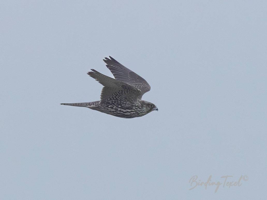 Giervalk / Gyrfalcon (Falco rusticolus) 2cy, Texel 17022024